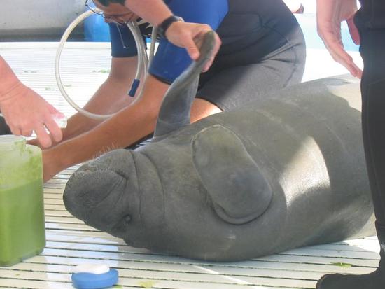 pups save a manatee