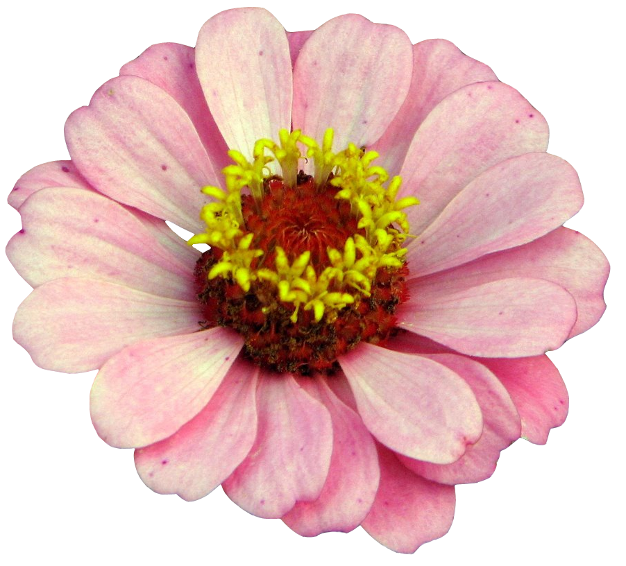 다앙한 꽃 PNG : 네이버 블로그