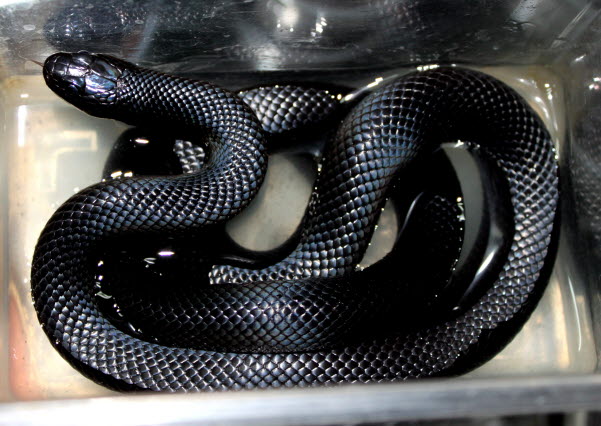 멕시칸 블랙 킹스네이크 - Mexican Black Kingsnake : 네이버 블로그