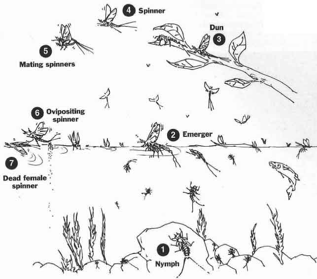 하루살이(Mayfly)의 일생(Life Cycle) 네이버 블로그