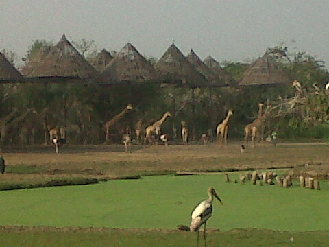 HappyThai_safari_world_2.JPG