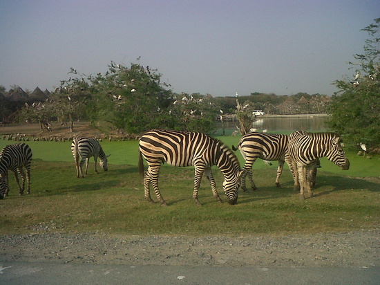 HappyThai_safari_world_1.JPG