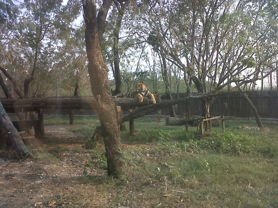 HappyThai_safari_world_11.JPG