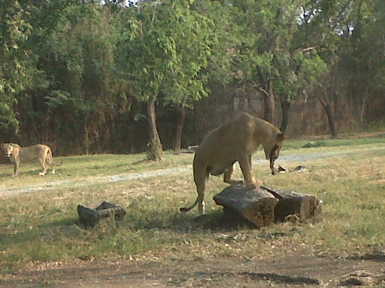 HappyThai_safari_world_8.JPG