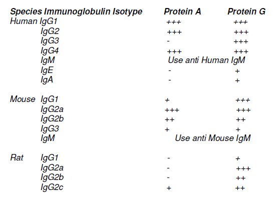 immunoprecipitation western blot immunoprecipitation western blot