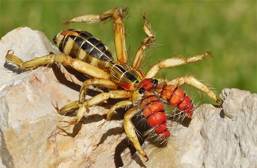 치명적인 독거미 "브라운 레클루즈 거미"(Brown Recluse Spider) : 네이버 블로그