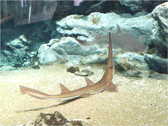 톱상어, 톱상어목 상어 종류 네이버 블로그