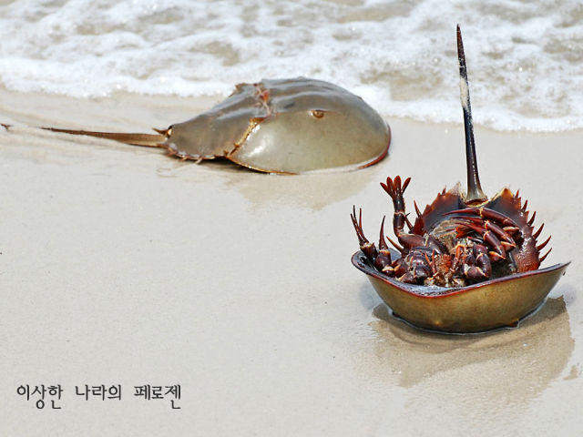 [페로젠] 세상에서 가장 희귀한 동물, 신기한 동물을 만나다! #1 : 네이버 블로그