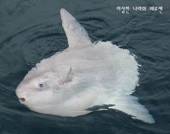 [페로젠] 세상에서 가장 희귀한 동물, 신기한 동물을 만나다! #1 : 네이버 블로그