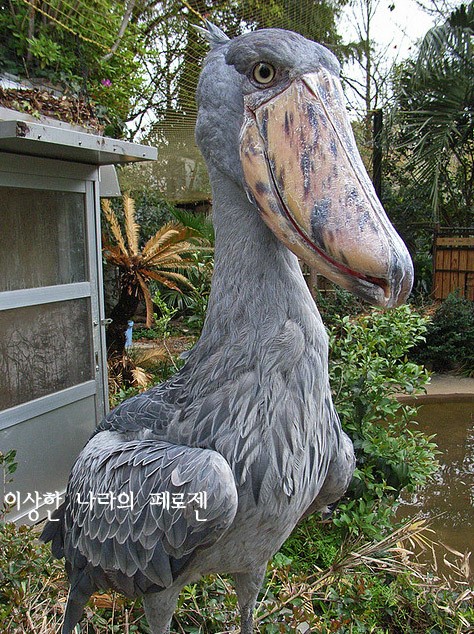 [페로젠] 세상에서 가장 큰새 신기한동물/ 천둥새 슈빌 넓적부리황새 : 네이버 블로그