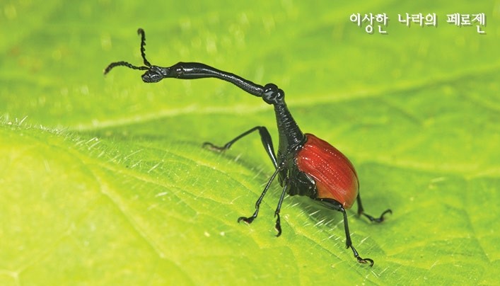 [희귀동물] 세상에서 가장 신기한 동물 곤충, 신기한사진, 왕사마귀 / 페로젠 : 네이버 블로그
