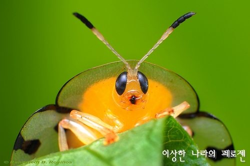 [희귀동물] 세상에서 가장 신기한 동물 곤충, 신기한사진, 왕사마귀 / 페로젠 : 네이버 블로그