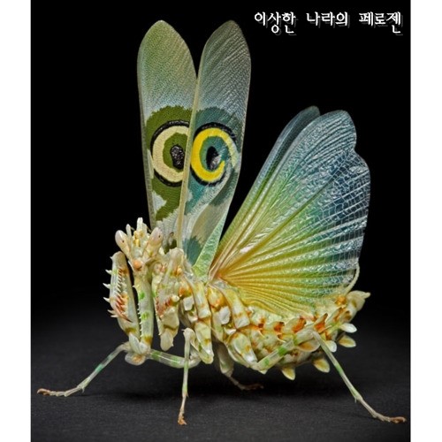 [희귀동물] 세상에서 가장 신기한 동물 곤충, 신기한사진, 왕사마귀 / 페로젠 : 네이버 블로그