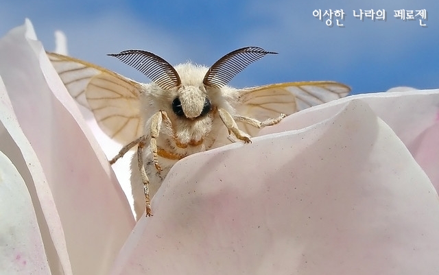 [희귀동물] 세상에서 가장 신기한 동물 곤충, 신기한사진, 왕사마귀 / 페로젠 : 네이버 블로그