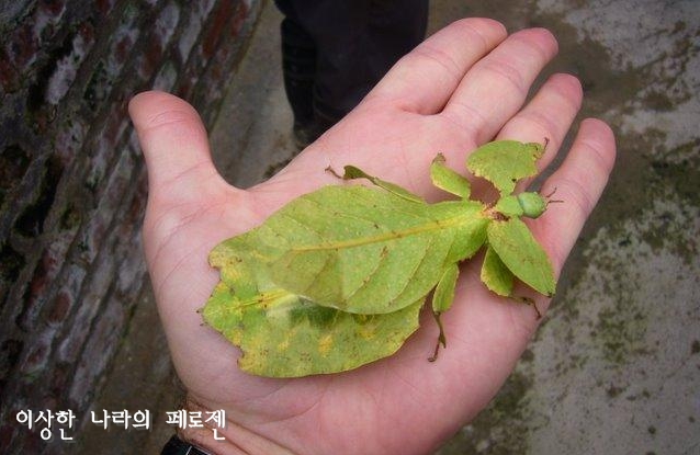 [희귀동물] 세상에서 가장 신기한 동물 곤충, 신기한사진, 왕사마귀 / 페로젠 : 네이버 블로그