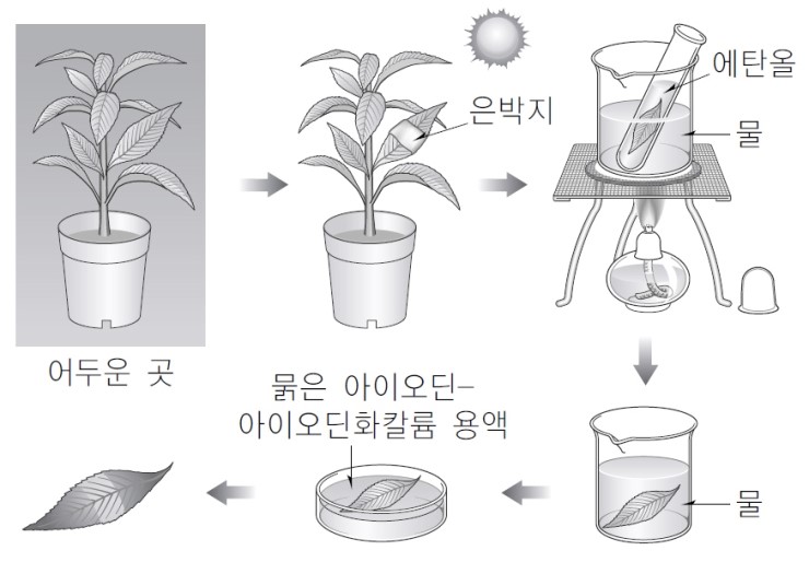 6 식물의 영양 63 광합성과 호흡 네이버 블로그