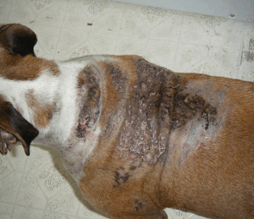 강아지피부병-탈모(Alopecia) - 블로그