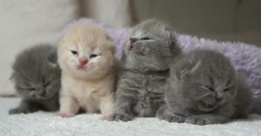 ìê¸°ê³ ìì´ ì»ì´ [ê³ ìì´ë¶ì]