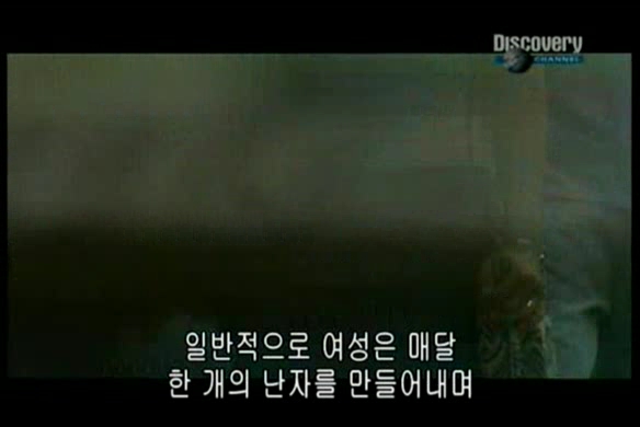 [Discovery] Anatomy Of Sex 인체 유람기-성의 해부 - 블로그