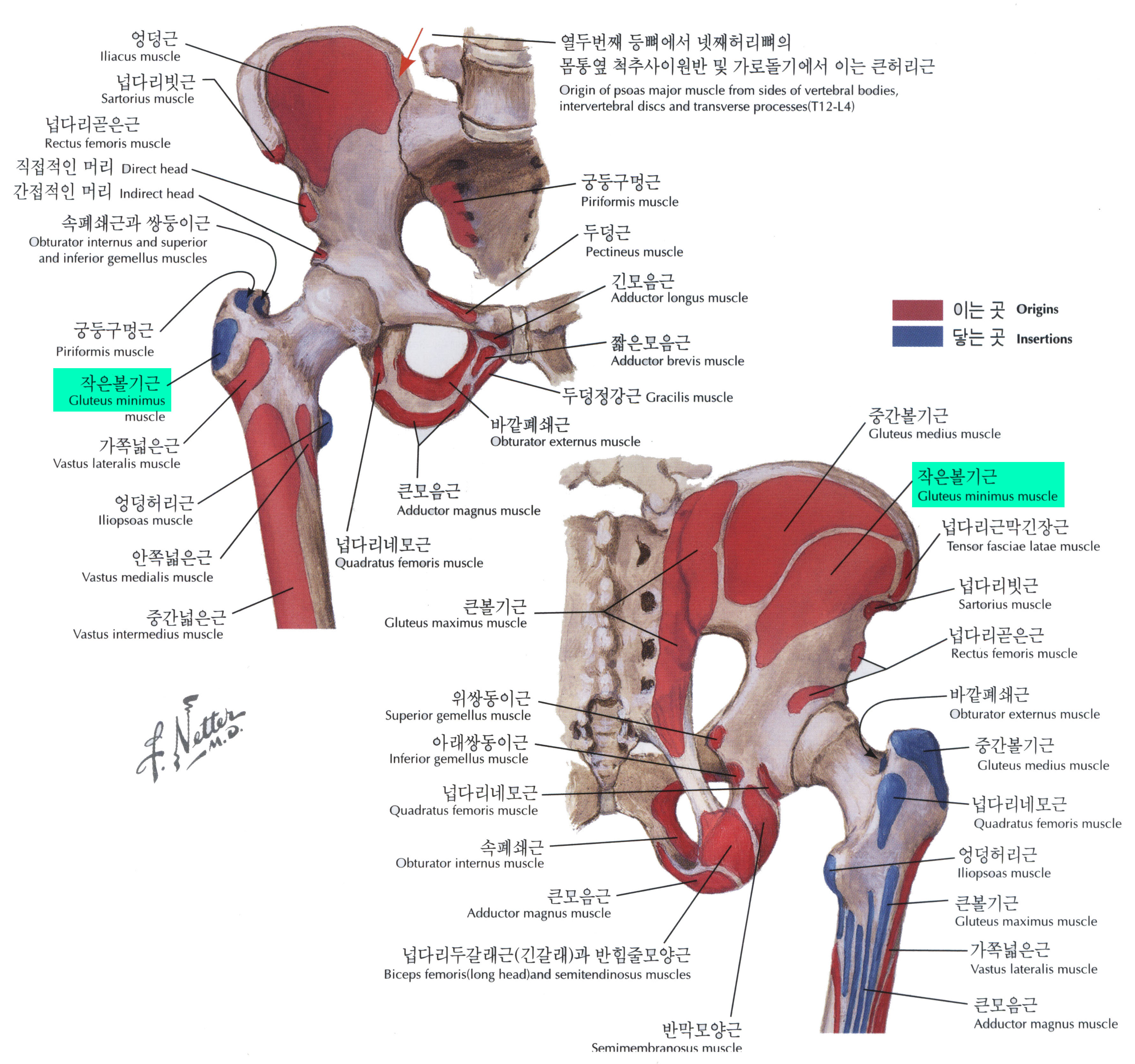둔부(볼기)의 근육 7 - Gluteus Minimus 작은볼기근 소둔근(小臀筋) : 네이버 블로그