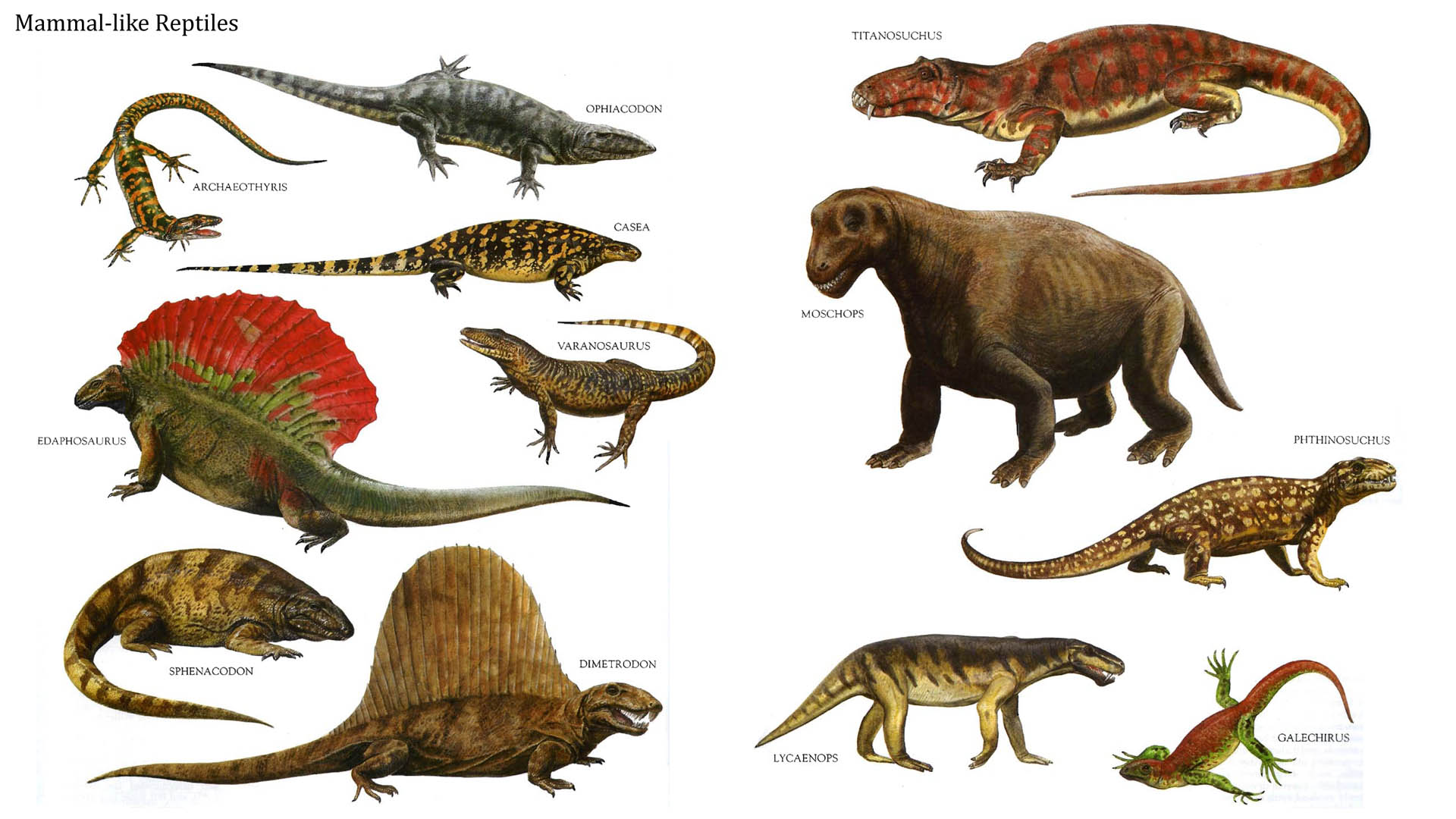 synapsid-reptiles-mammal-like-reptiles