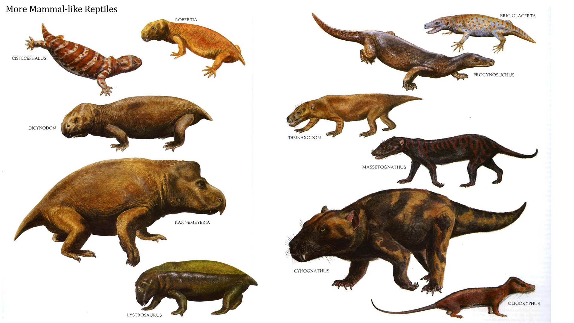 단궁형 파충류(Synapsid reptiles)또는 포유류형 파충류(Mammal - like reptiles) : 네이버 블로그