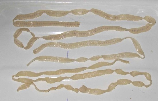 broad fish tape worm