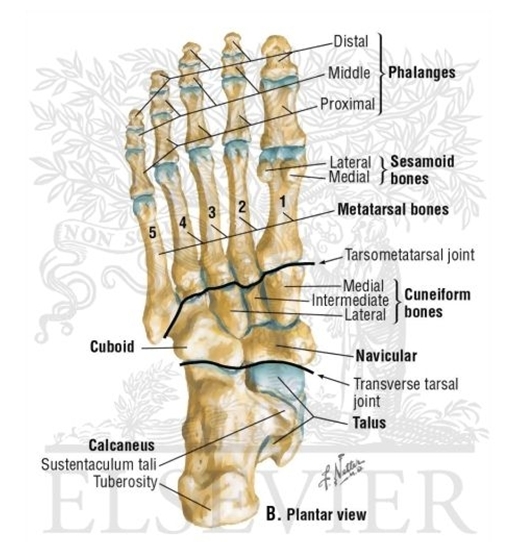 해부학 flexor hallucis longus 장무지굴근 네이버 블로그