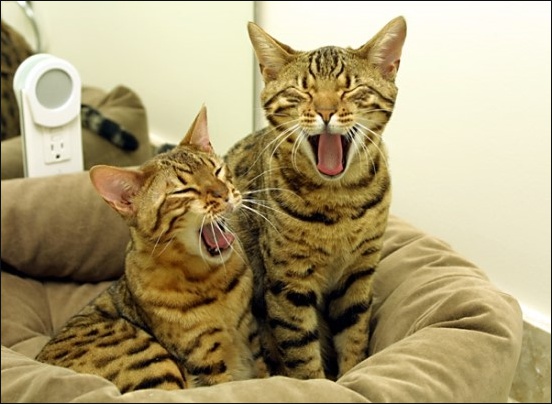 뱅갈고양이 - Bengal Cat