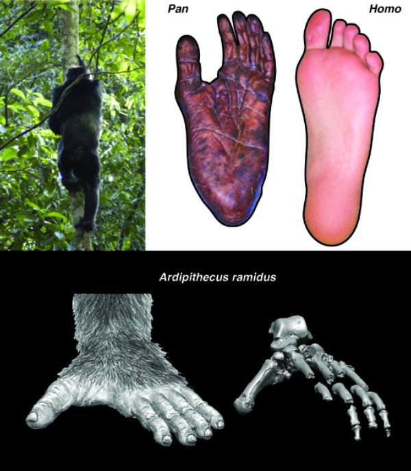 고인류-Ardipithecus Ramidus(아르디피테쿠스 라미두스)/ Kadabba(카다바) : 네이버 블로그