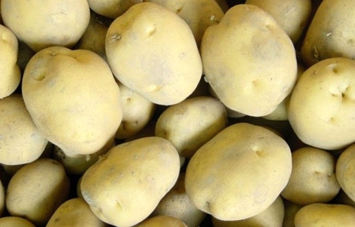 감자재배법-감자심는방법-감자심는시기-감자순자르기