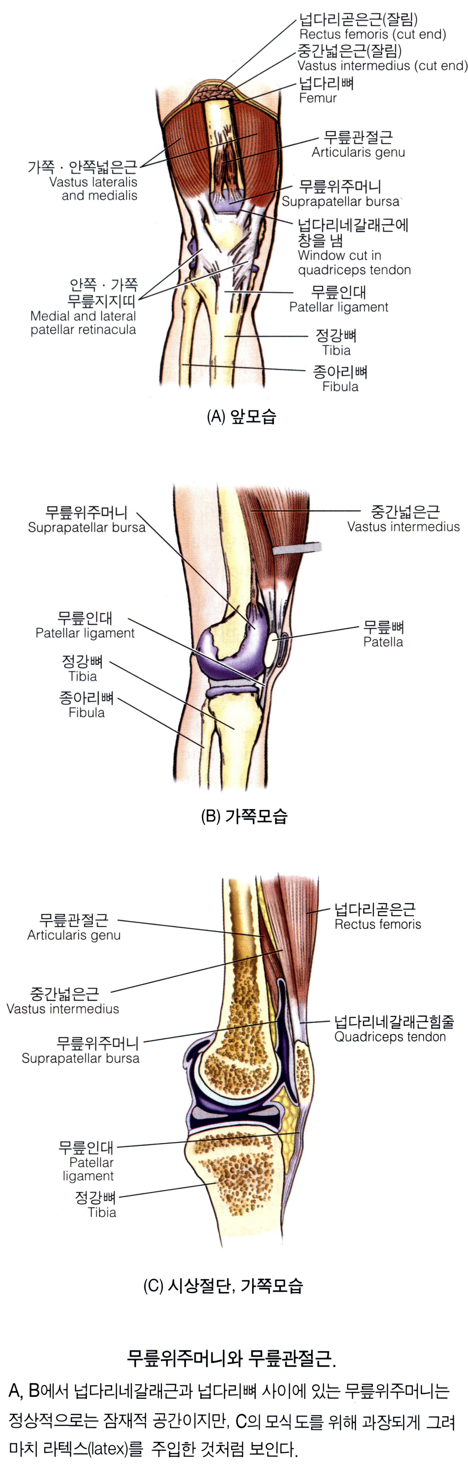넙다리(대퇴)의 근육 18 - Articularis genus 무릎관절근 슬관절근膝關節筋 : 네이버 블로그