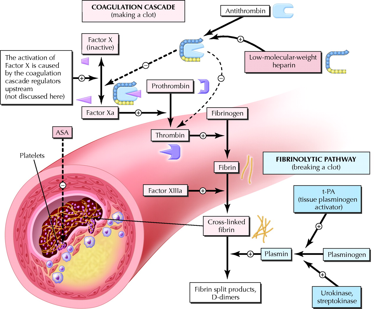 coagulation-fibrinolysis