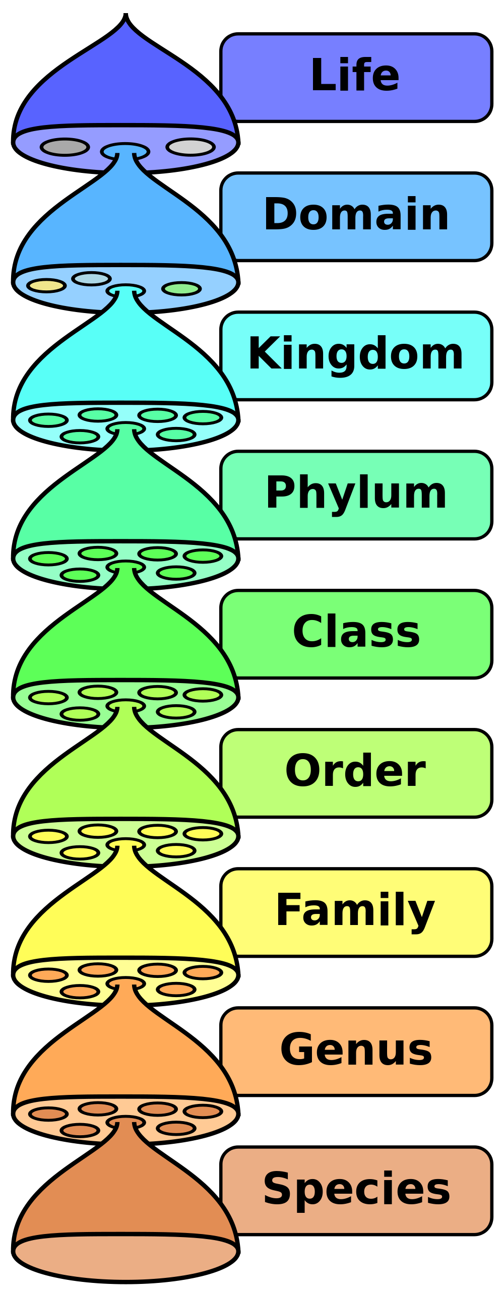 a-level-biology-essay-on-the-importance-of-cycles-in-biology-biology