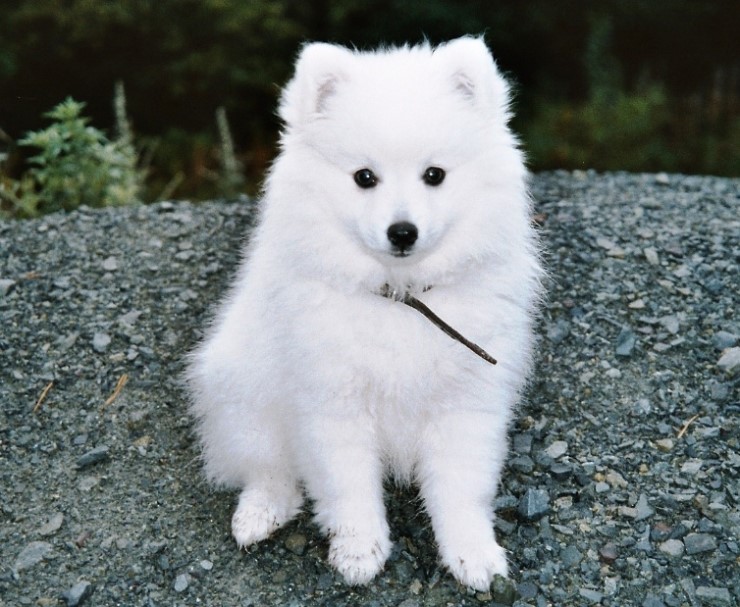 작은개 종류 재패니즈 스피츠 Japanese Spitz 일본 네이버 블로그