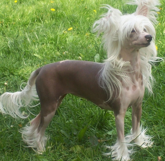 작은개 종류 차이니즈 크레스티드 도그 Chinese Crested Dog 중국 네이버 블로그