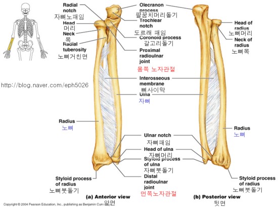 [사람해부학]2-4뼈대계통 : 네이버 블로그