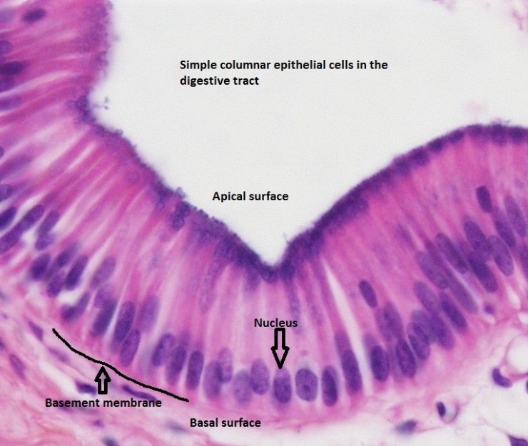 epithelium-1