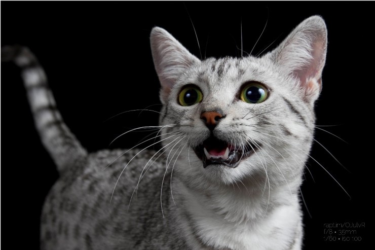 egyptian-mau