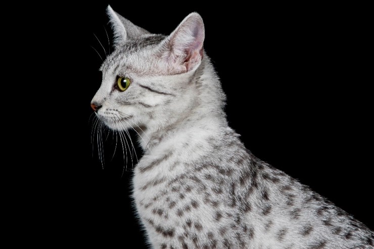 egyptian-mau