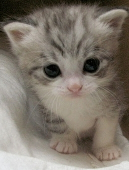 걸음마 교관 고양이 ★ 귀여운 고양이