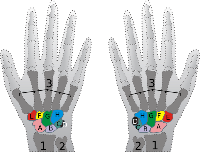 carpal-bone