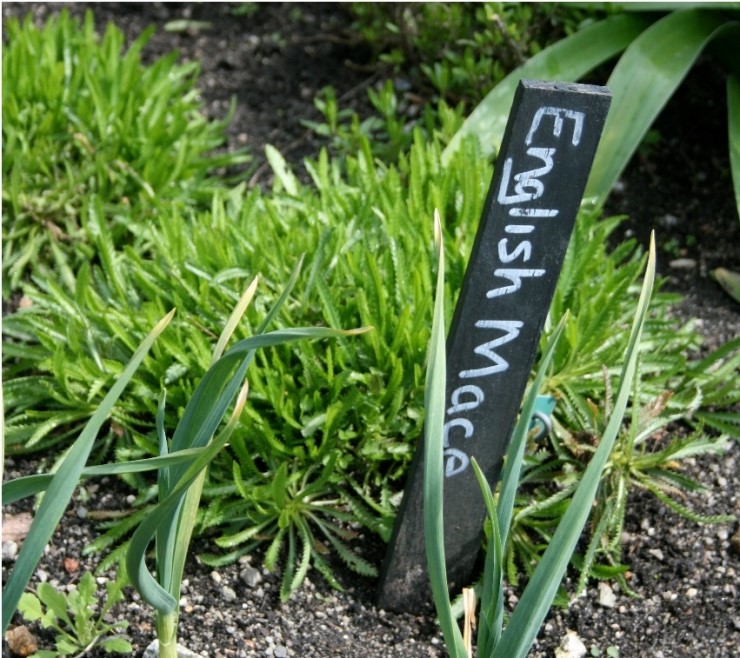 [허브종류] 잉글리쉬 메이스 English Mace 네이버 블로그