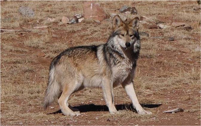 멕시코 늑대(Mexican Wolf) : 네이버 블로그