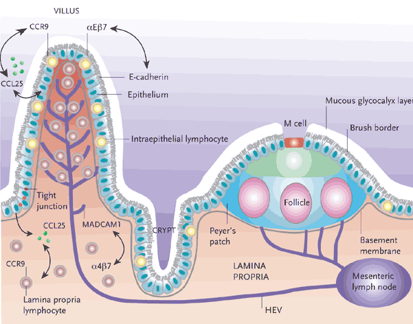 GALT(gut-associated lymphoid tissue)와 위장관 면역계. : 네이버 블로그