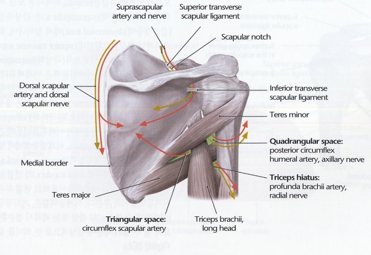 Quadrangular Space, Triangular Space, Triangular Interval 네이버 블로그