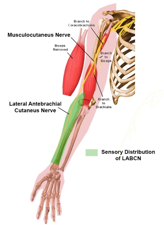 Lateral antebrachial cutaneous nerve 네이버 블로그