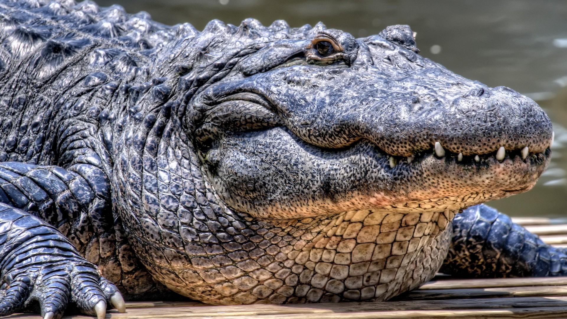 악명높은 공룡의 후예들, 크로커다일(crocodile) vs 엘리게이터(alligator) : 네이버 블로그