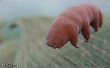 타디그레이드 tardigrade 