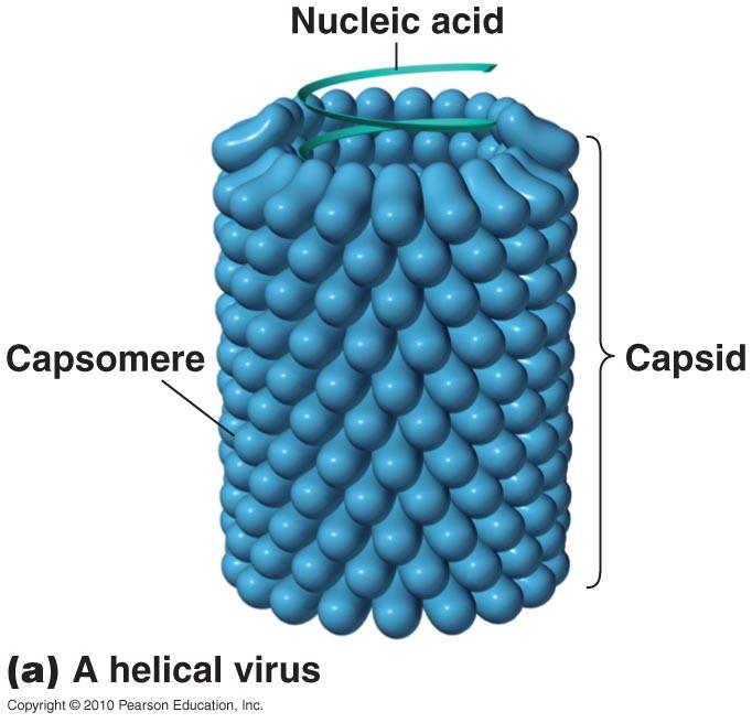 [바이러스학] 나선형 껍질(Helical capsid) 네이버 블로그